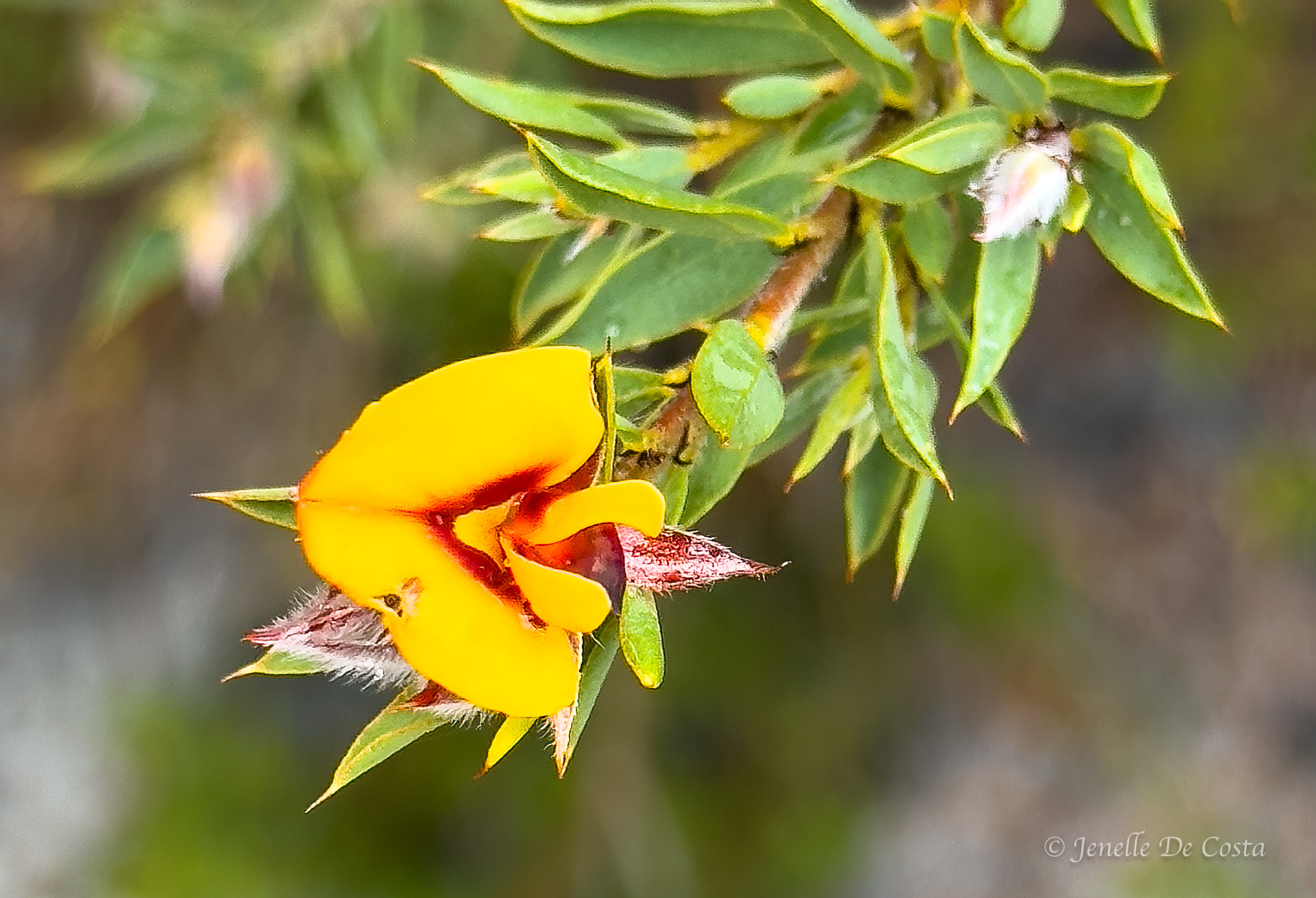 busselton, western australia