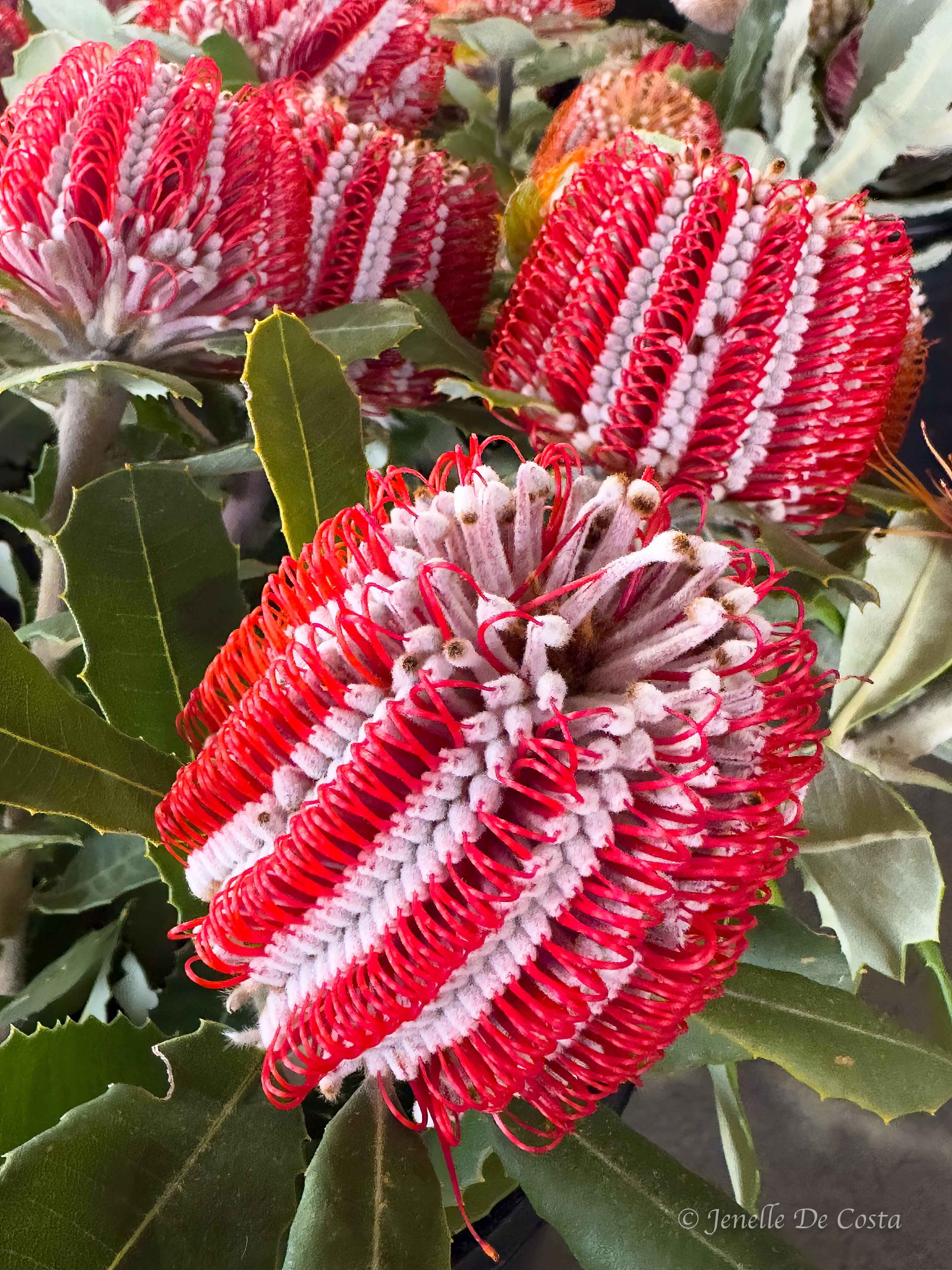 busselton, western australia