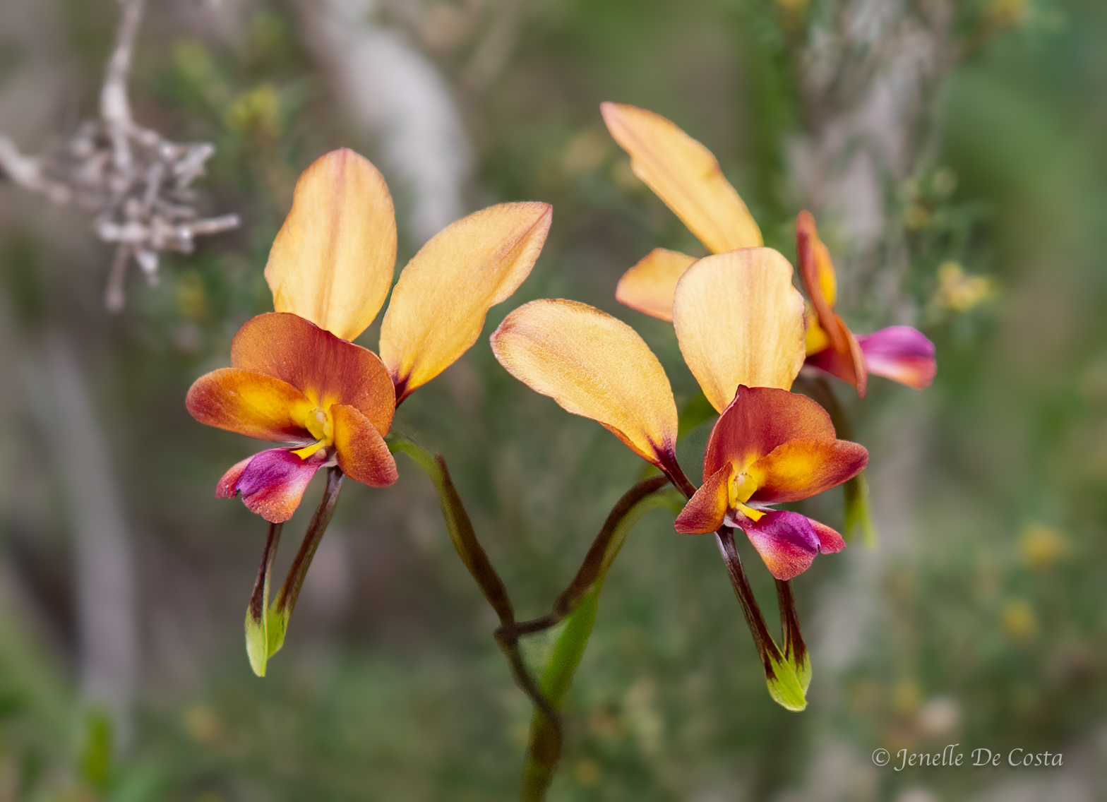 cape naturaliste, western australia
