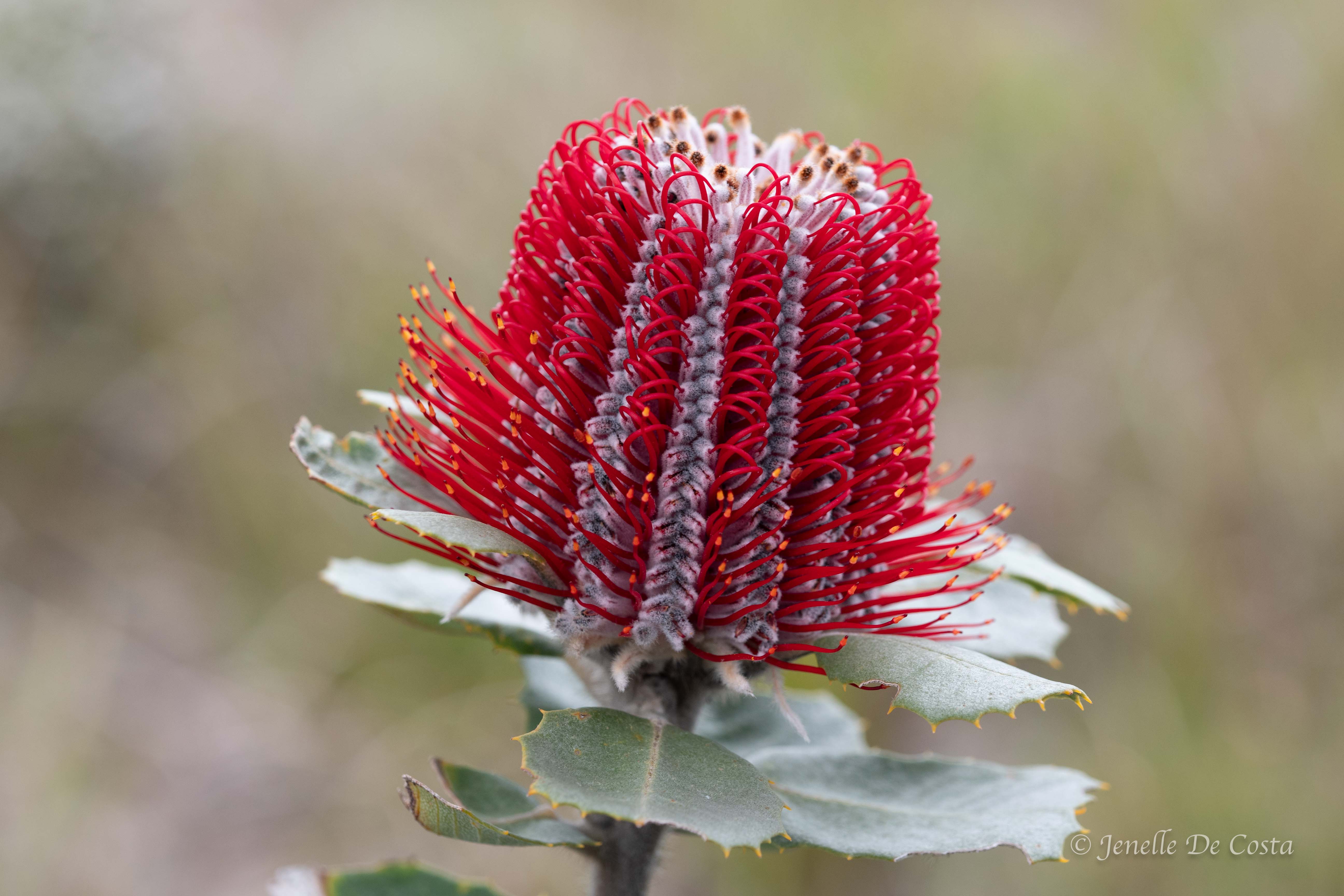 albany. western australia