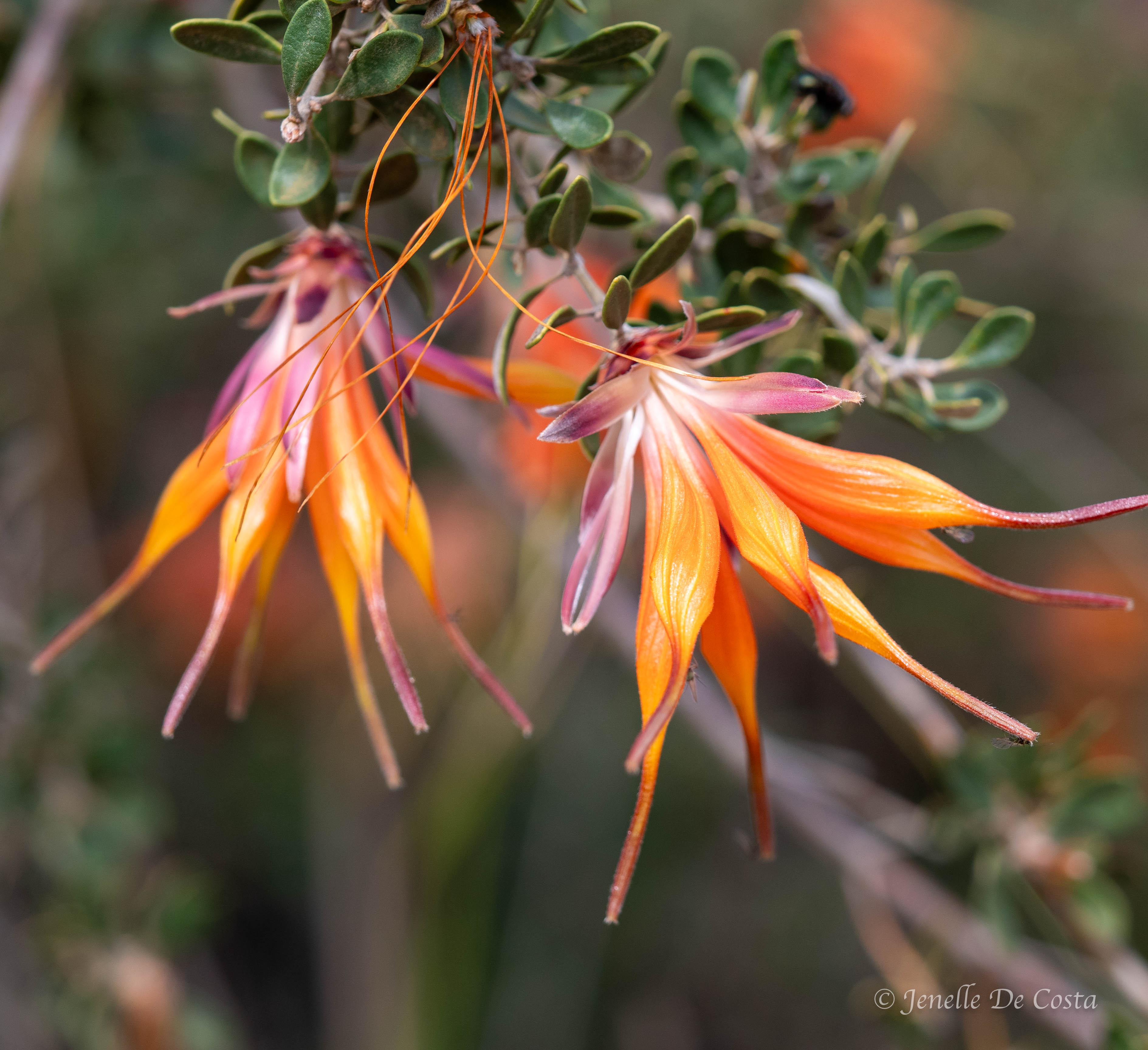 esperance, western australia